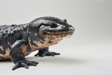 Obraz premium the beside view Mudpuppy, left side view, white copy space on right, isolated on white background