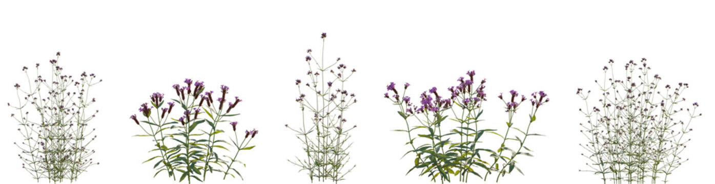 Set of Verbena bonariensis and Verbena rigida flowering frontal isolated png on a transparent background perfectly cutout