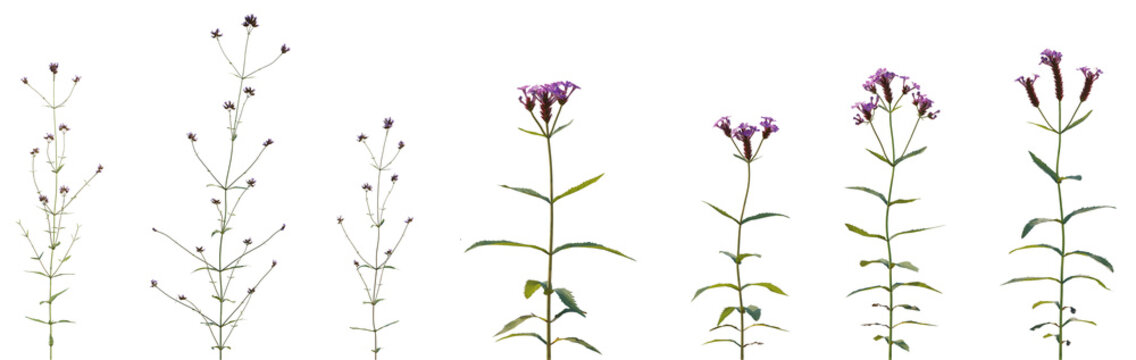 Set of Verbena bonariensis and Verbena rigida flowering frontal isolated png on a transparent background perfectly cutout