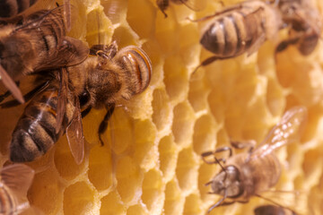 The photograph shows bees working on a honeycomb, which is composed of hexagonal cells made of...