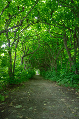 A tranquil summer walk along a garden path enclosed by the dense foliage of trees.