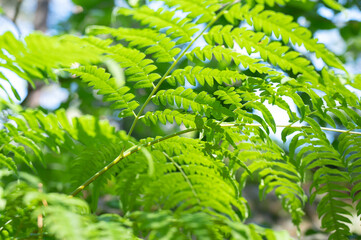 In summer, large ferns fill the forests of southern Norway;