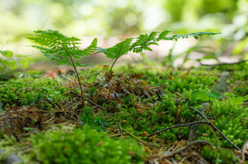 Fresh growth in a woodland of lush green.