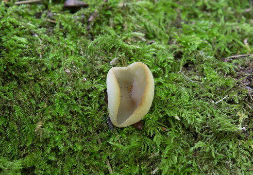 Wild mushrooms growing in the forest. Fungi - Otidea onotica 