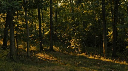 Fototapeta premium Golden Light Filtering Through Trees