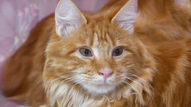 Kurilian Bobtail - cats breed originating from Kuril Islands, as well as Sakhalin Island and Kamchatka peninsula, close-up video