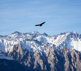 Condor flying through the skies between the mountains