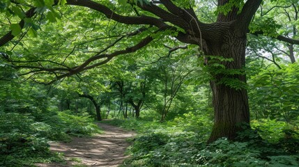 Fototapeta premium Sunlight Through the Forest Canopy