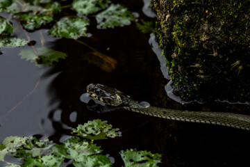 wąż snake  w wodzie stawie płynie rośliny wodne © Colorful Soul