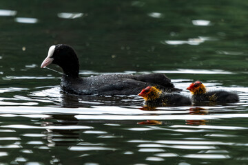 łyska kaczka na wodzie pływa rodzina karmienie © Colorful Soul