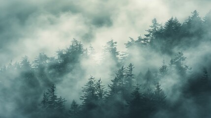 Misty Forest Landscape