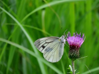 アザミと白蝶