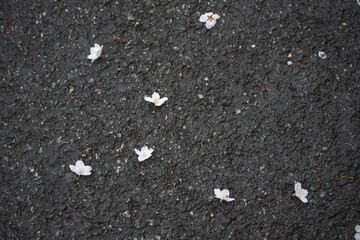 flower on road