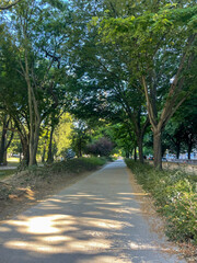 Trees on a walk