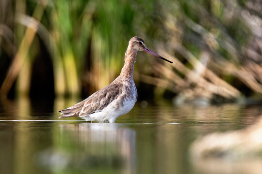 Black-tailed Godwit Wading in Shallow Water Amidst Reeds