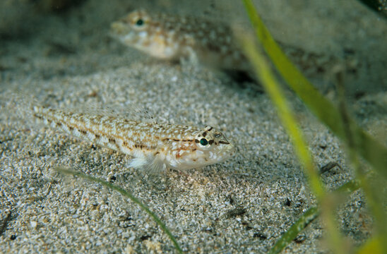 Ghiozzo Goby (Gobius xanthocephalus). Porto Liscia, Palau, Sardinia. Italy