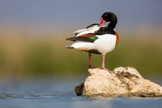 Common shelduck standing gracefully on a rock in water