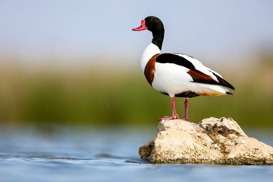 Shelduck standing on rock in water