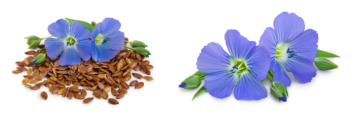 flax seeds with flower isolated on white background
