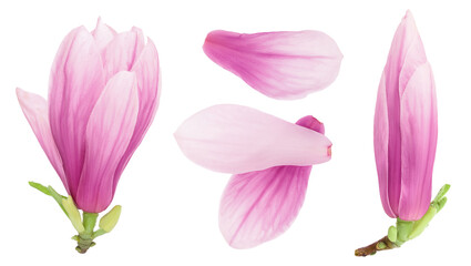 Pink magnolia flower isolated on white background with full depth of field. Top view. Flat lay © kolesnikovserg