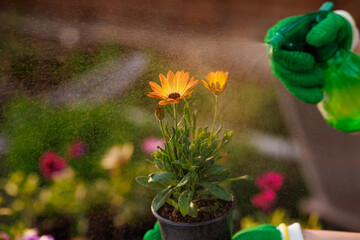 gardener watering garden flowers with a sprinkler, caring for flowers