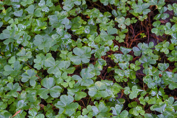 Closeup of a clover field 
