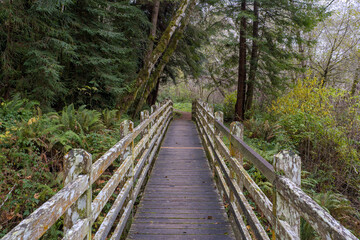 Wooden bridge in the forest