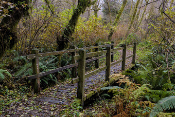 Small wooden bridge in the forest