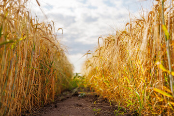 Fototapeta premium field of ripe wheat against blue sky, concept of growing cereal crops, harvest season, Grain deal