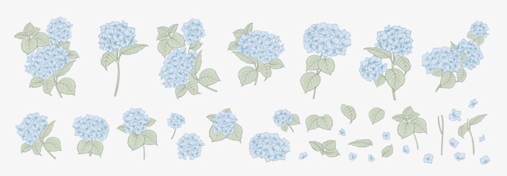 Set of differents white hydrangea on white background. Elegant line art, outline illustration.