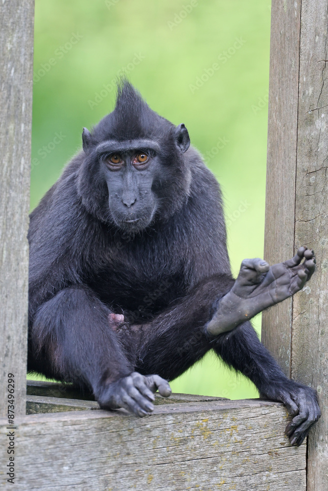 Canvas Prints crested macaque (macaca nigra) in natural habitat