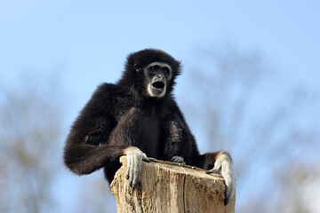 lar gibbon (Hylobates lar), also known as the white-handed gibbon, an endangered primate in the...