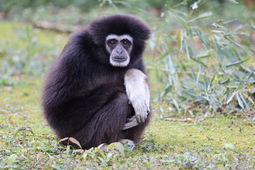 lar gibbon (Hylobates lar), also known as the white-handed gibbon, an endangered primate in the gibbon family, Hylobatidae.