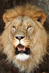 Lion (Panthera Leo) close up view