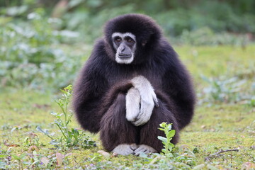 lar gibbon (Hylobates lar), also known as the white-handed gibbon, an endangered primate in the gibbon family, Hylobatidae.