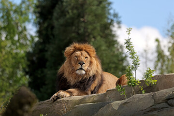 Lion (Panthera Leo) close up view