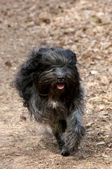 Schapendoes, Dutch Sheepdog portrait outdoors