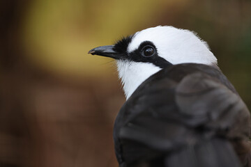 Sumatran laughingthrush (Garrulax bicolor) bird in forest