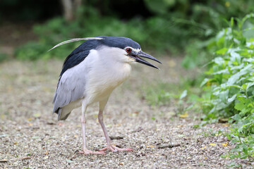 The black-crowned night heron, or black-capped night heron, commonly shortened to just night heron in Eurasia