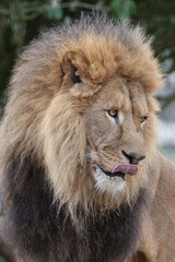 Lion (Panthera Leo) close up view
