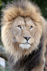 Lion (Panthera Leo) close up view