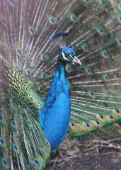 Obraz premium Common peacock - portrait view, Pavo cristatus