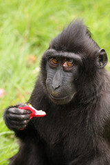 Obraz premium Crested Macaque (Macaca Nigra) in natural habitat