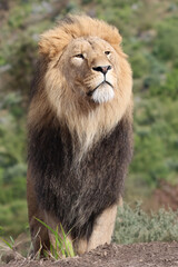 Lion (Panthera Leo) close up view