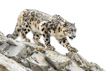 Snow Leopard Stealthily Moving Through Rocky Slopes