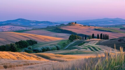 Obraz premium Scenic view of wheat fields at dusk