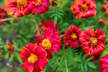 Europe, United Kingdom, England, North Yorkshire, Roses in stately English garden.