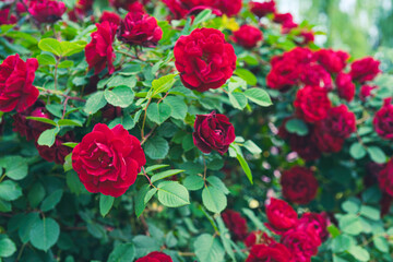 Beautiful blooming red rose flower bush close up. Floral background, gardening