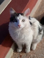 A white and gray cat with green eyes sits on a ledge. The cat has a black spot on its head. Cute cat.
