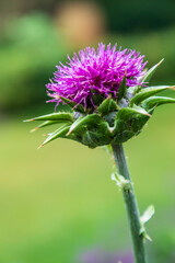 Meadow Thistle in garden. Europe, United Kingdom, England, North Yorkshire.